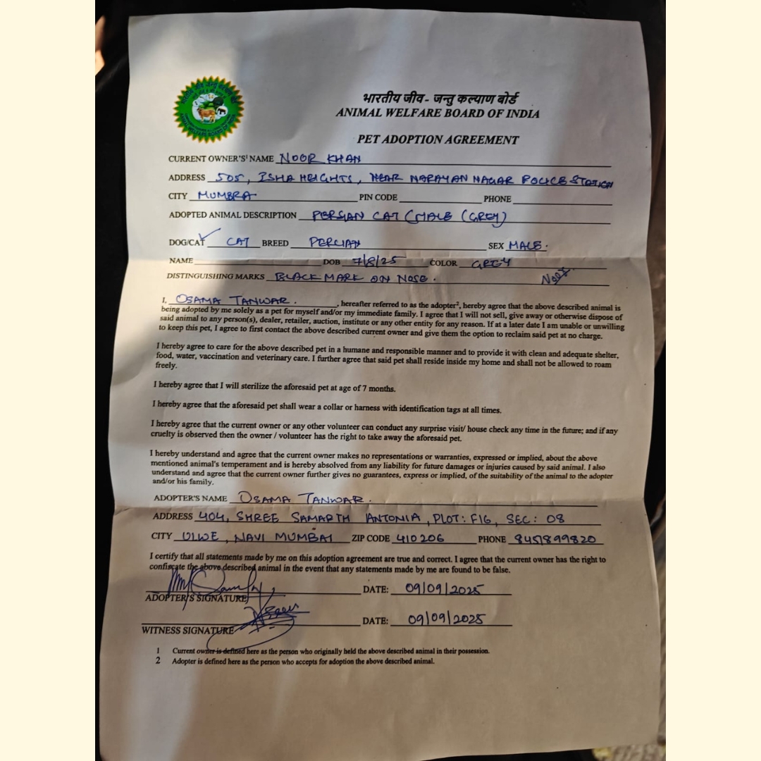 Little paws hope (2)