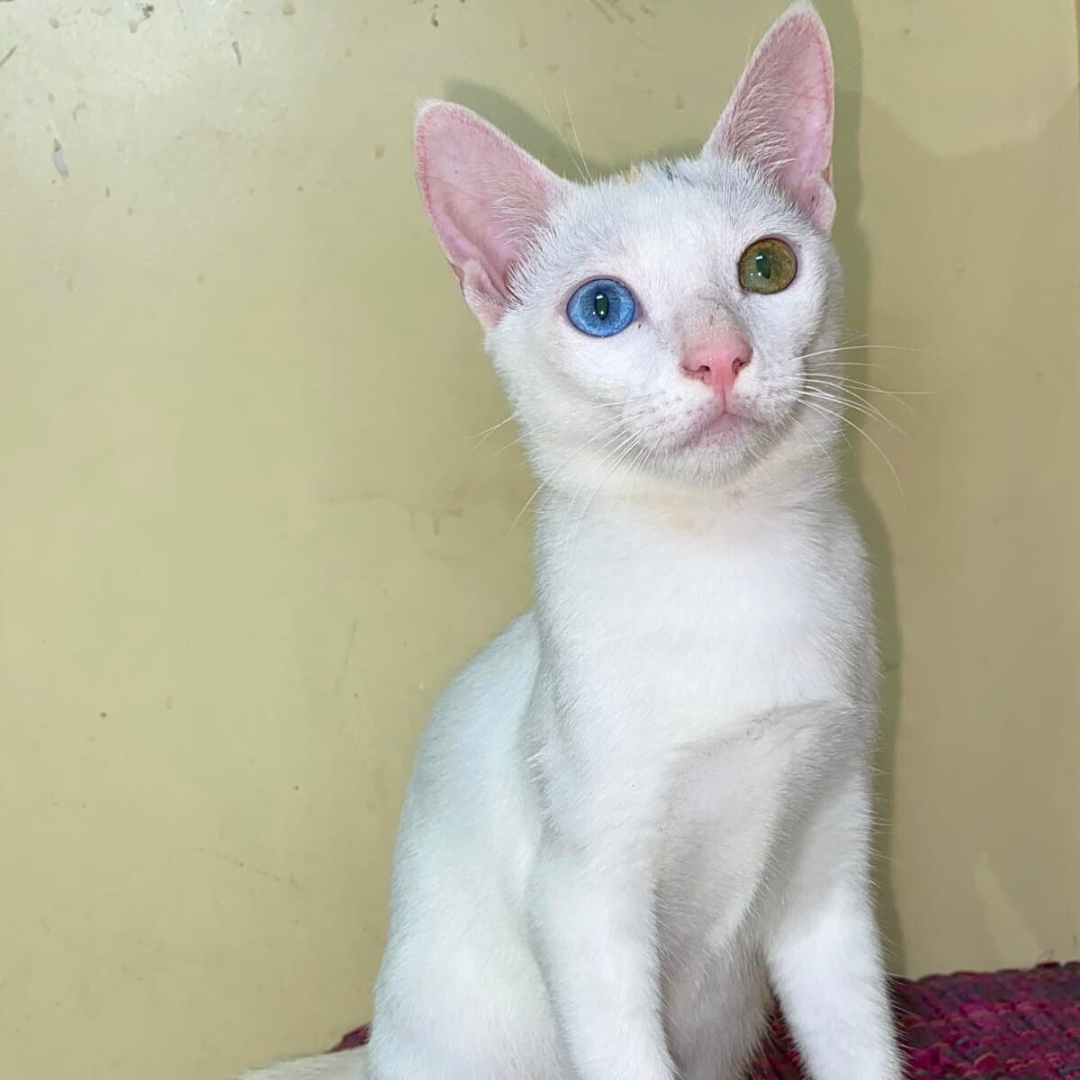 Little paws hope (5)