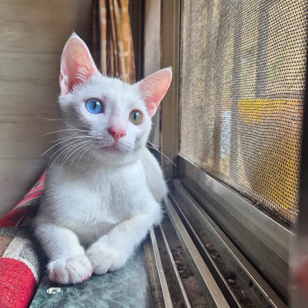 Little paws hope (6)